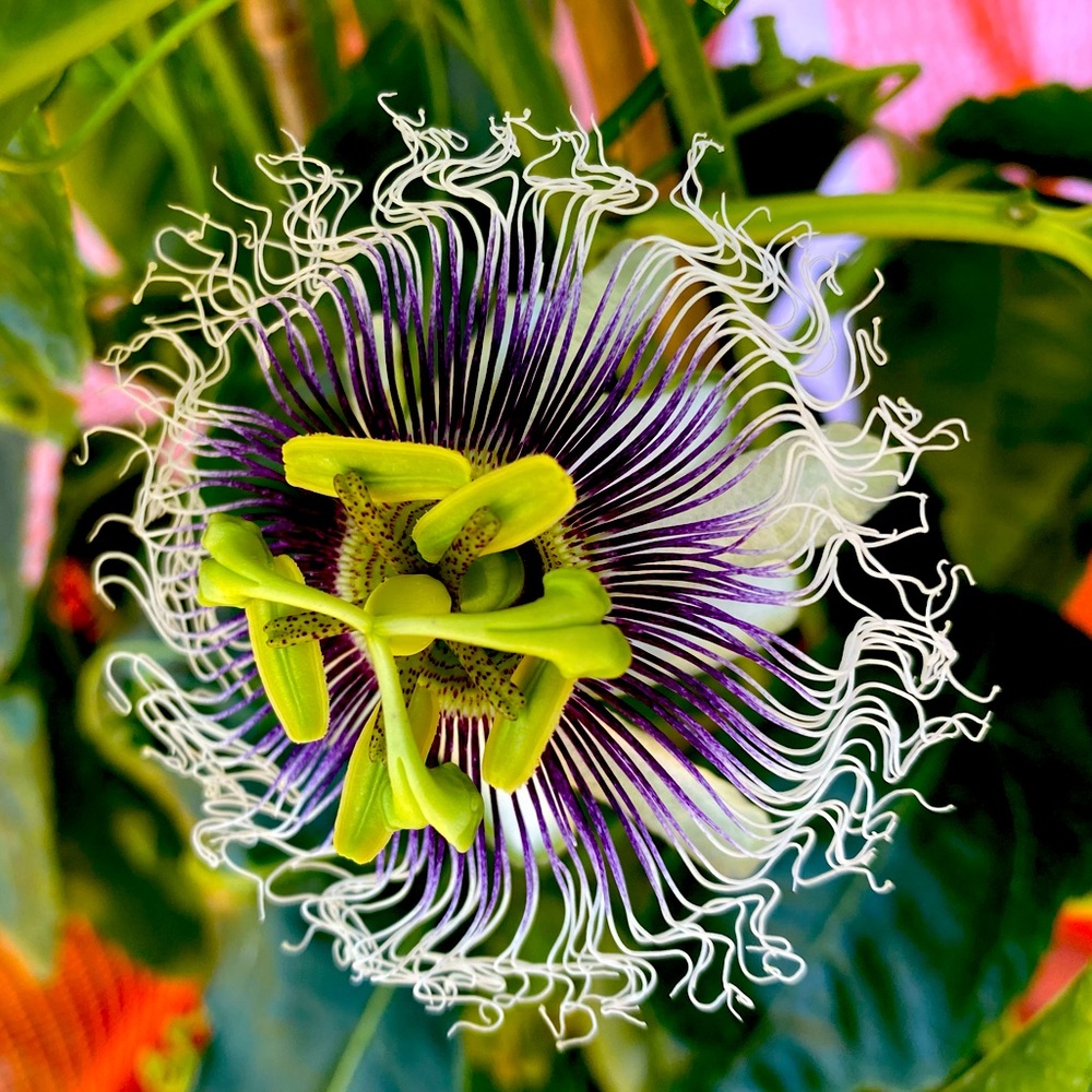 Meet your Posher, Stacy